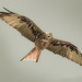 red kite by jerome