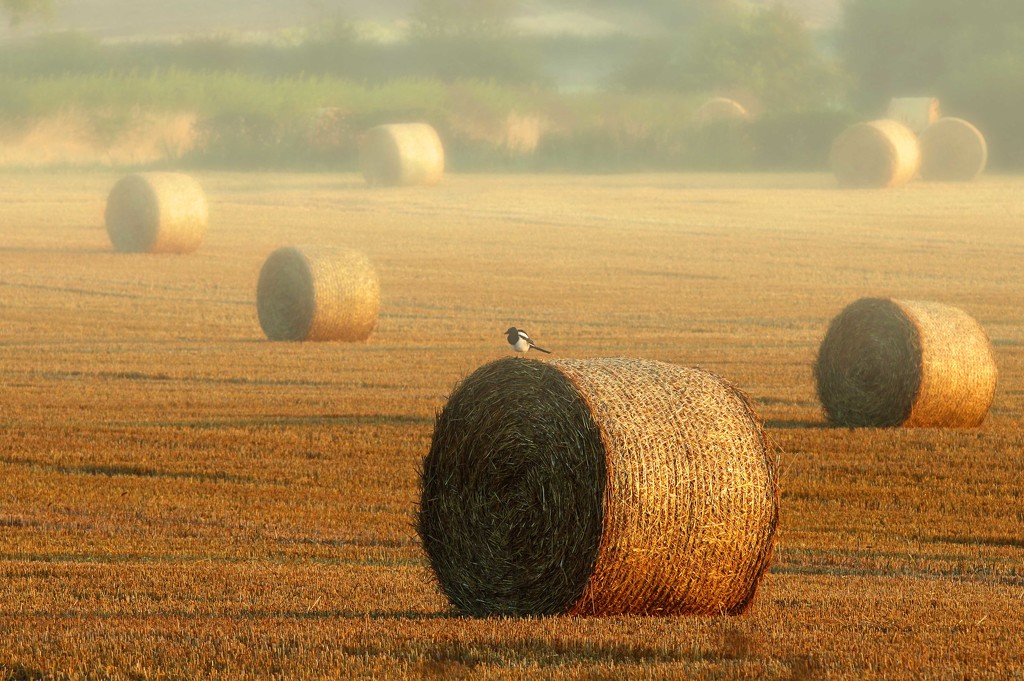 Early morning harvest..... by shepherdmanswife