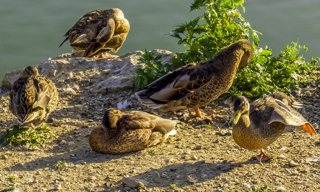 Five Ducks by tonygig