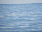 3rd Aug 2016 - seagull on a calm sea 