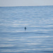seagull on a calm sea  by kali66