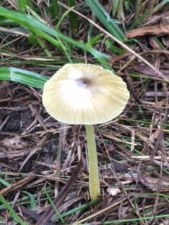 Mushroom by wilkinscd
