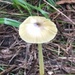 Mushroom by wilkinscd