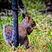 Squirrel by manek43509