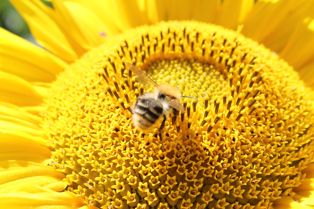 Bee on a sunflower by lucien