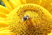 17th Aug 2016 - Bee on a sunflower