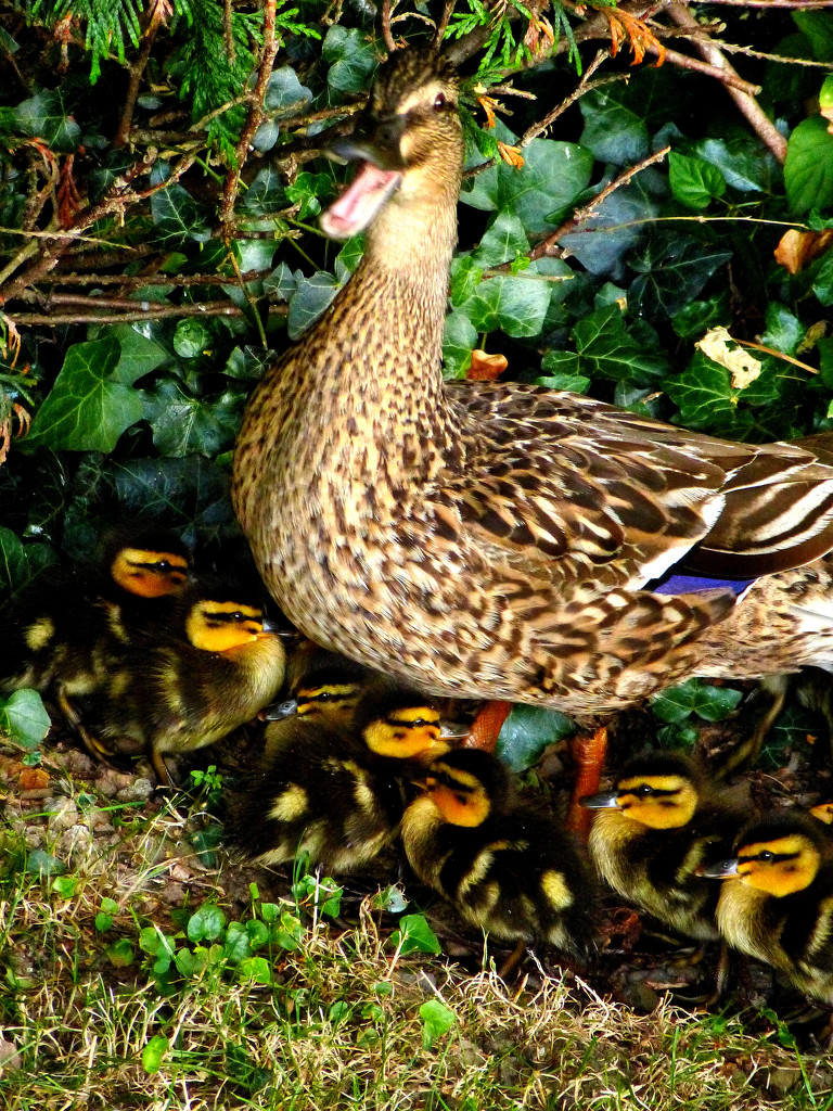 Proud mum ,with 12 ducklings . by snowy