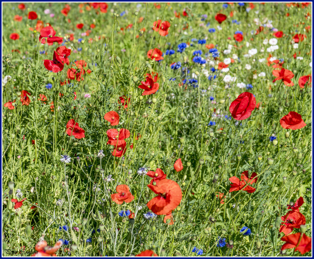 Wild Poppies by pcoulson