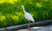 17th Aug 2016 - Ibis Checking out the Grass!
