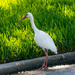 Ibis Checking out the Grass! by rickster549