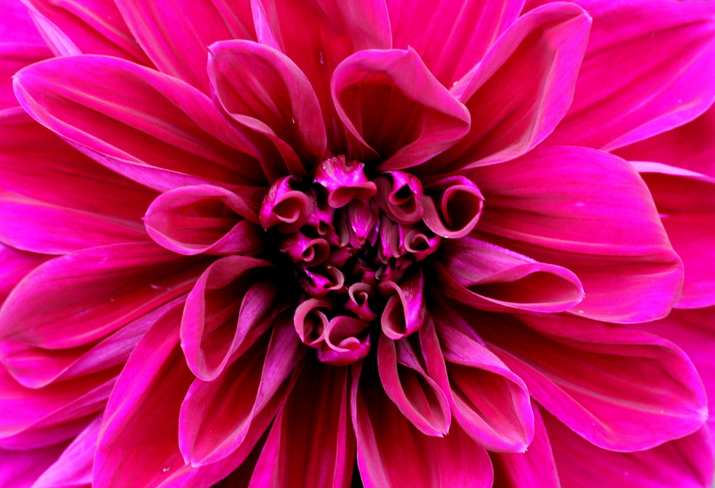 Dahlia Delight by phil_howcroft