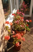 16th Aug 2016 - Love my geraniums in the sunshine