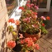 Love my geraniums in the sunshine by cpw