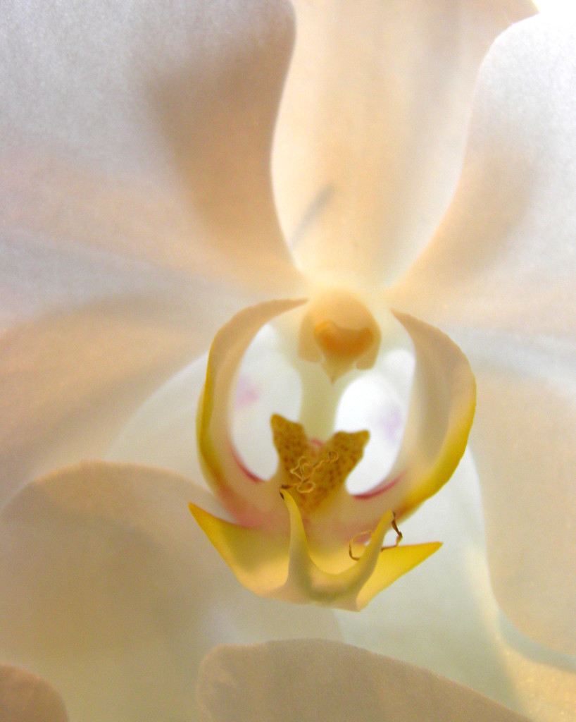 Orchid Perspective by daisymiller