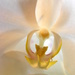 Orchid Perspective by daisymiller