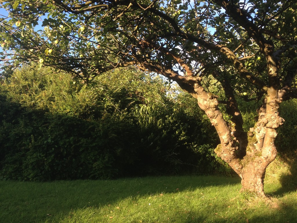 Apple tree chez Bailey by sabresun