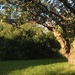 Apple tree chez Bailey by sabresun