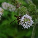 Hornet by olivetreeann