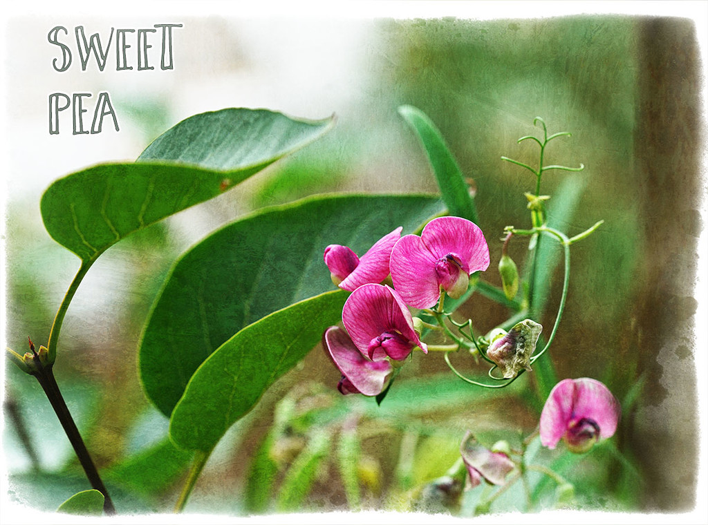 Sweet Pea by gardencat