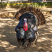 Impressive turkey by gosia