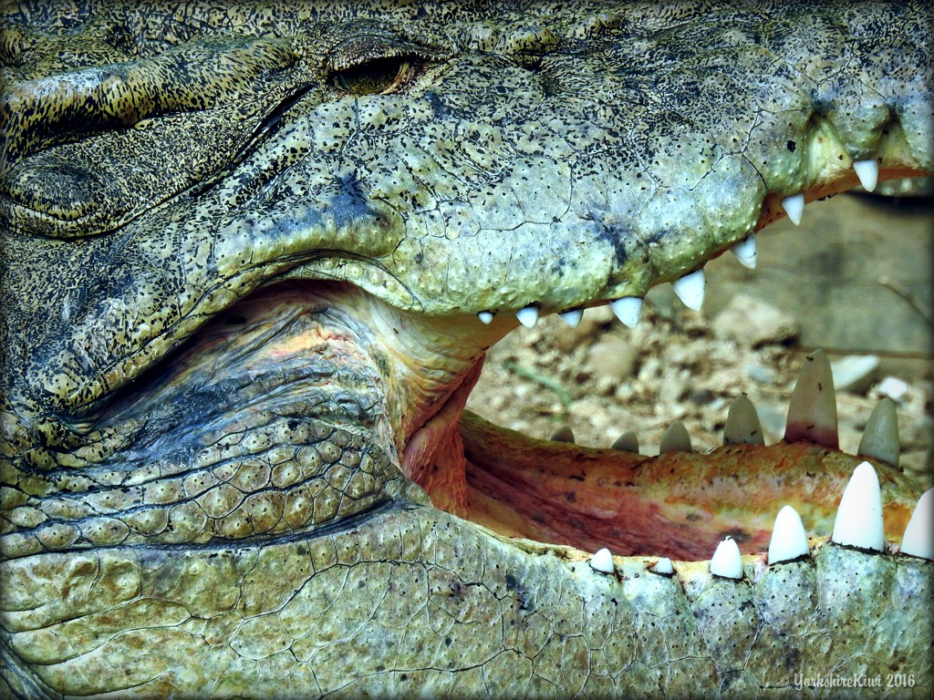 Ever See A Crocodile Smile? by yorkshirekiwi