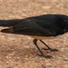 Hungry Willie Wagtail by flyrobin