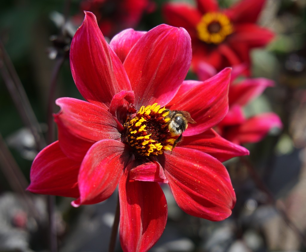 red dahlia and small bee by quietpurplehaze