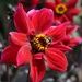 red dahlia and small bee by quietpurplehaze