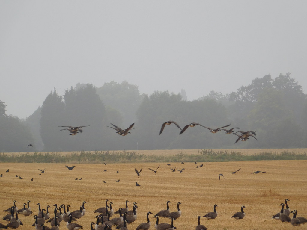 Misty morning geese by 365anne