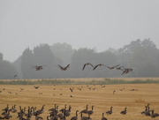 18th Aug 2016 - Misty morning geese