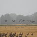 Misty morning geese by 365anne
