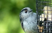 18th Aug 2016 - Long-tailed tit (again)