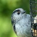 Long-tailed tit (again) by g3xbm