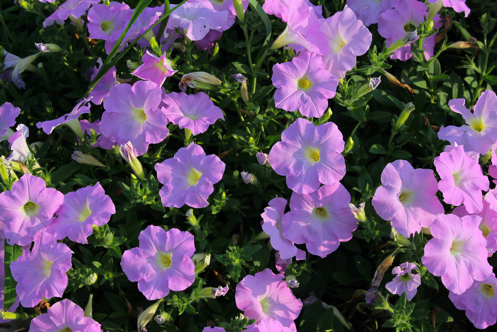 Petunias basking in the sun. by mittens