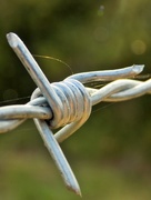 18th Aug 2016 - Barbed wire