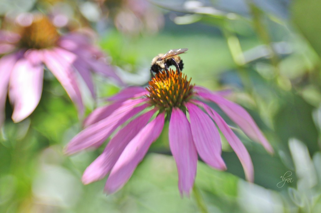 LensBaby Bumble Bee by lynnz