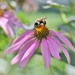 LensBaby Bumble Bee by lynnz