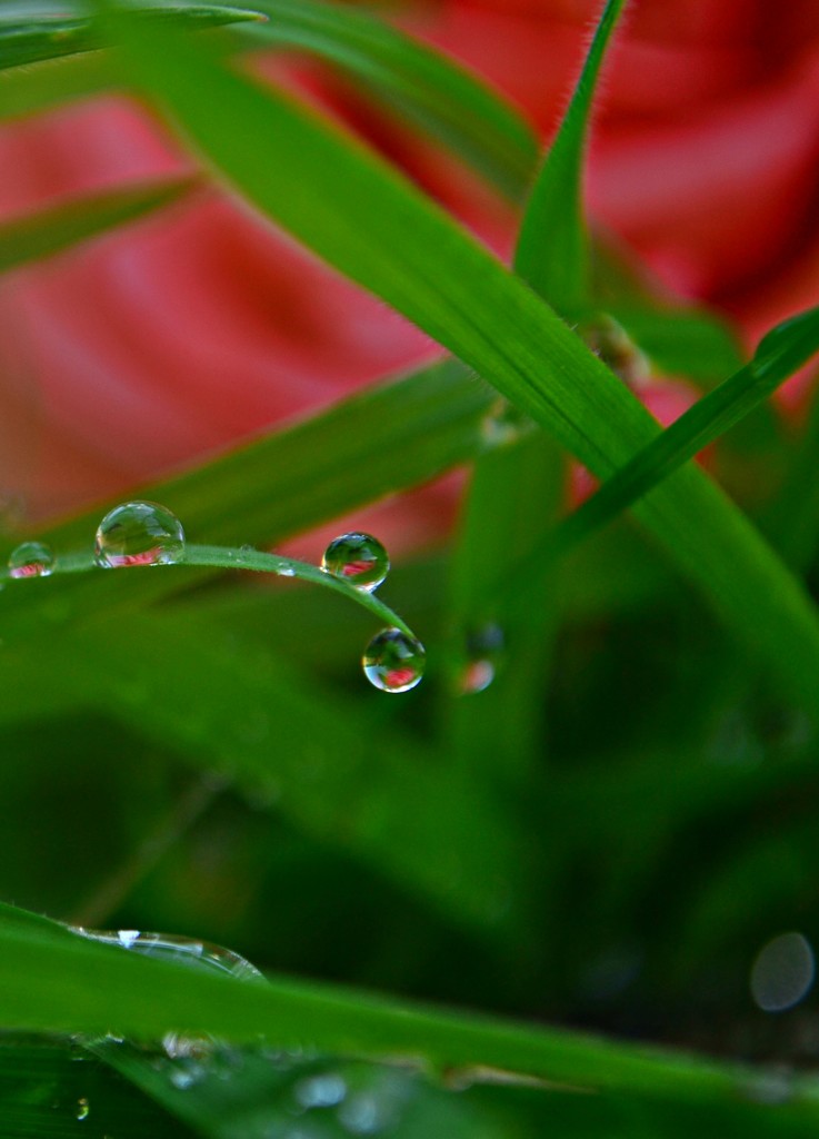 droplets on grass by ziggy77