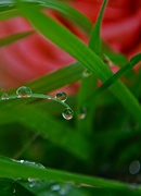 18th Aug 2016 - droplets on grass