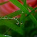droplets on grass by ziggy77