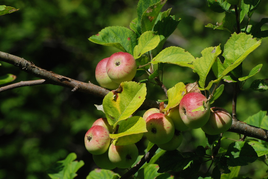 Wild Apples by farmreporter