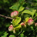 Wild Apples by farmreporter