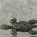 Turtle Brooch by evalieutionspics