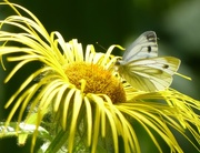 18th Aug 2016 -  Green Veined White on Yellow Flower