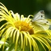  Green Veined White on Yellow Flower by susiemc