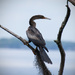 Anhinga in the Tree! by rickster549
