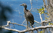 18th Aug 2016 - Young Yellow-Crowned Night-Heron!