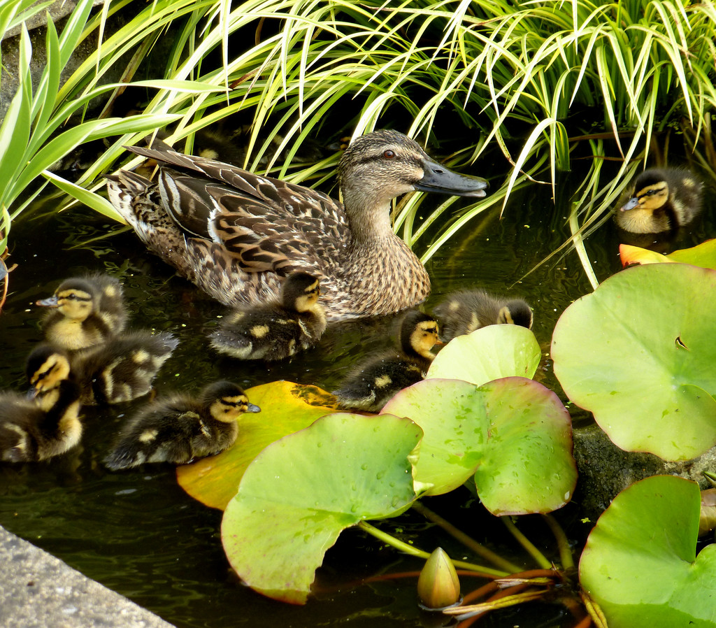 Another photo of these cute little ducklings. by snowy