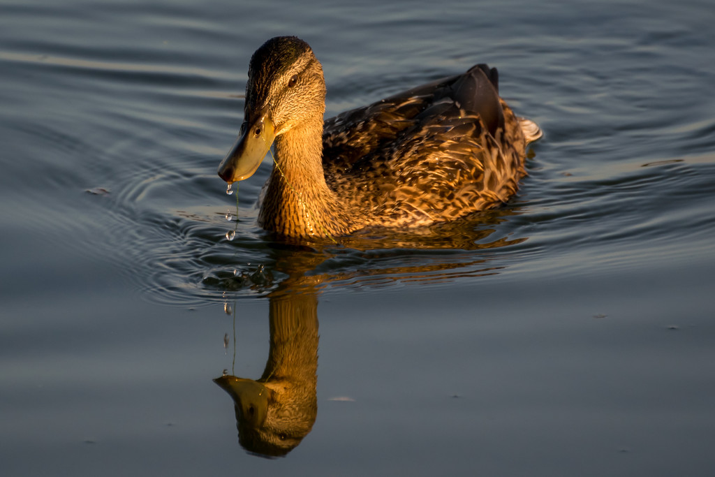 Golden  Duck by rjb71
