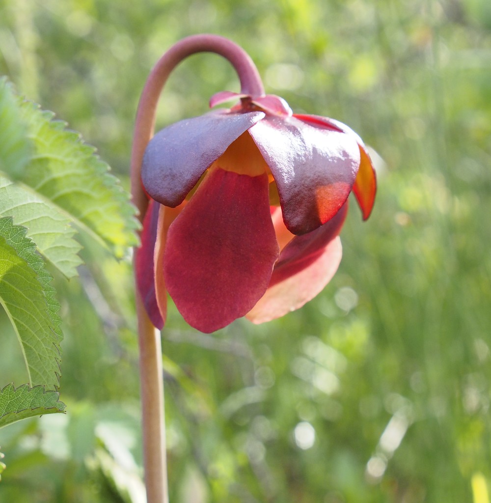 Pitcher Plant by selkie